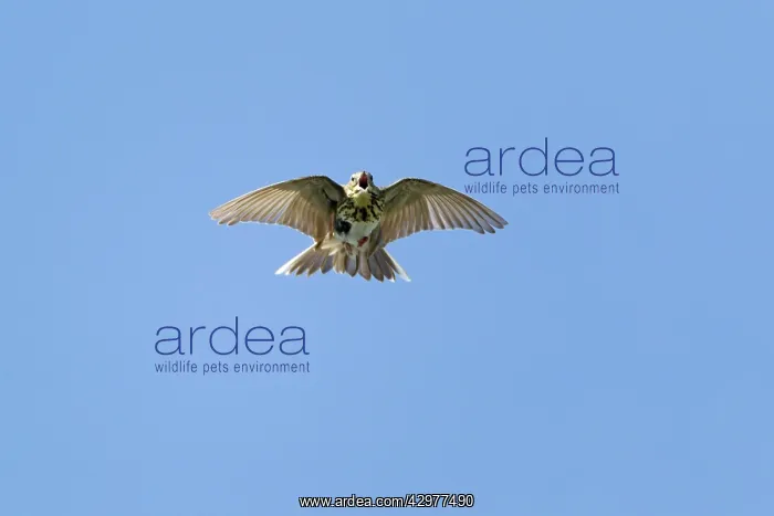 : Tree Pipit - in flight singing : Tree Pipit - in flight singing