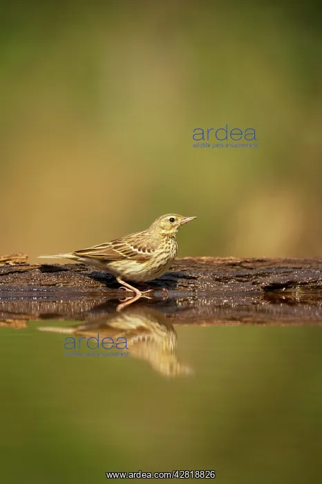 : Tree Pipit - At forest pool : Tree Pipit - At forest pool