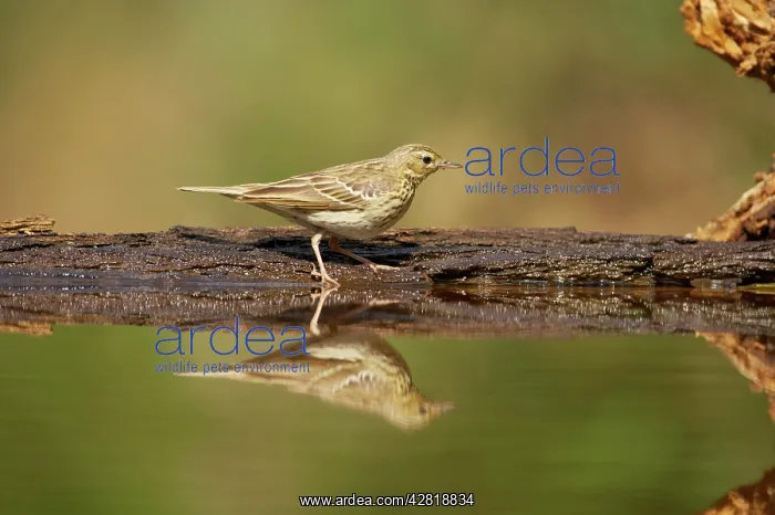 : Tree Pipit - At forest pool : Tree Pipit - At forest pool