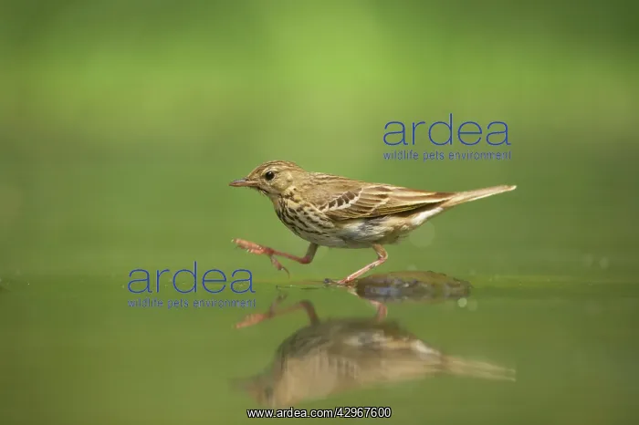 : Tree Pipit - at forest pool : Tree Pipit - at forest pool