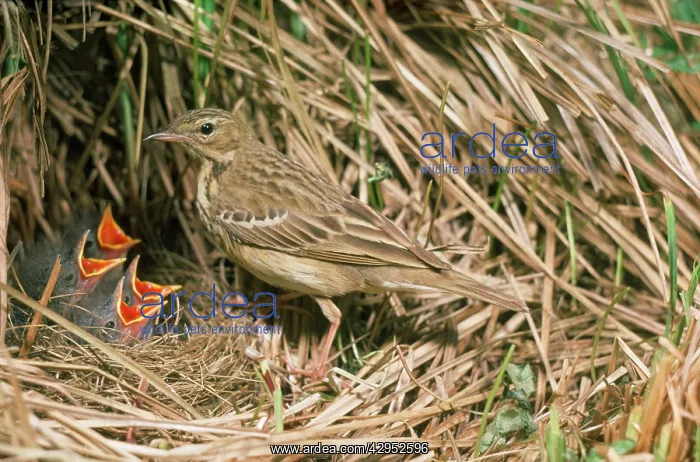 : Tree Pipit - at nest with young : Tree Pipit - at nest with young