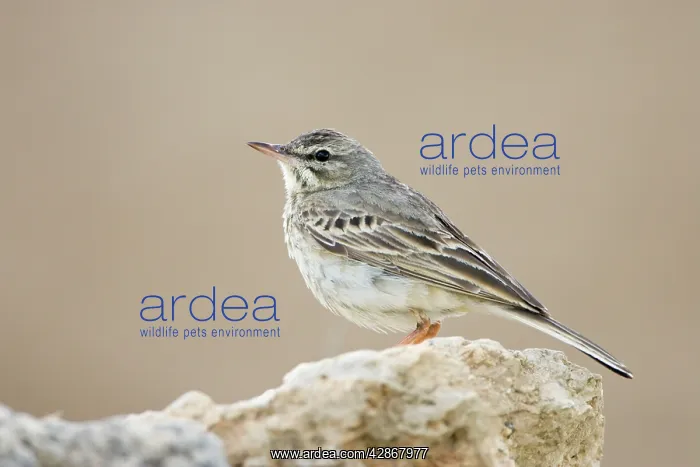 : Tree Pipit - Perched on a stone : Tree Pipit - Perched on a stone