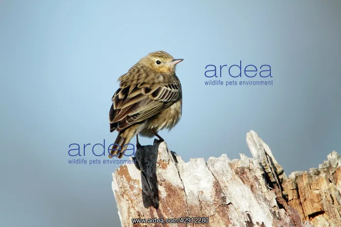 : Tree Pipit - perched on tree stump : Tree Pipit - perched on tree stump