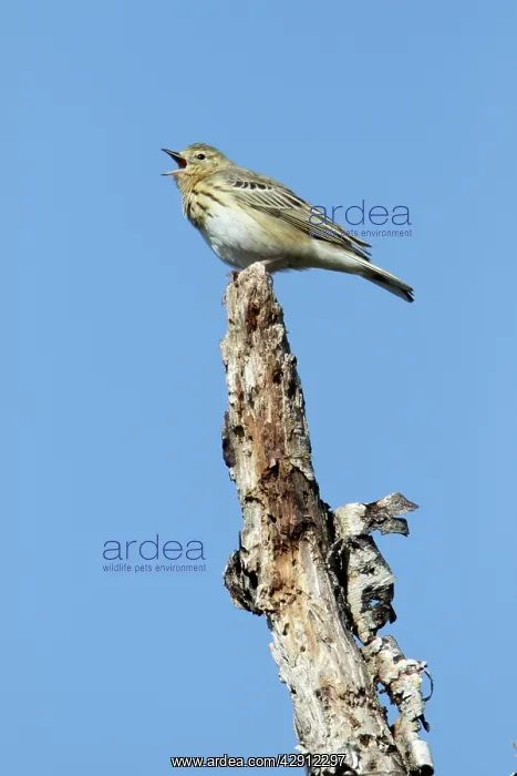 : Tree Pipit - singing from dead tree stem : Tree Pipit - singing from dead tree stem