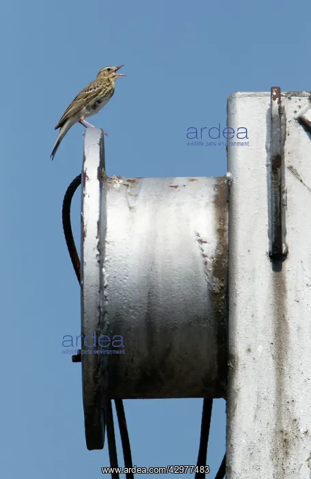 : Tree Pipit - singing from disused stone quarry rigging : Tree Pipit - singing from disused stone quarry rigging