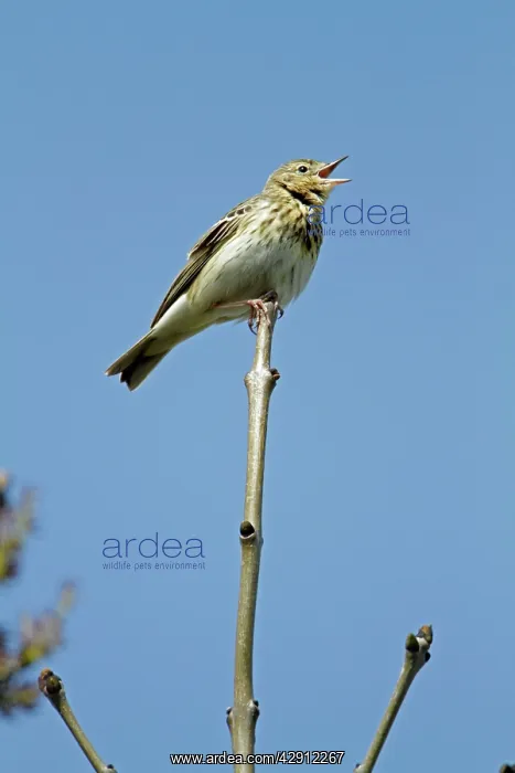 : Tree Pipit - singing from tree tip : Tree Pipit - singing from tree tip