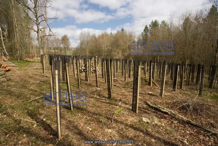 : Tree-planting using protective sleeves (tuley tubes) : Tree-planting using protective sleeves (tuley tubes)
