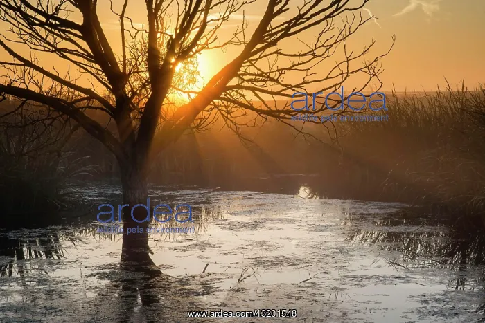 : Tree in pond silhouetted at sunrise, Elmley N.N.R : Tree in pond silhouetted at sunrise, Elmley N.N.R