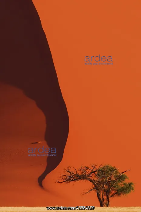 : Tree in front of red sand dune of the Sossusvlei : Tree in front of red sand dune of the Sossusvlei
