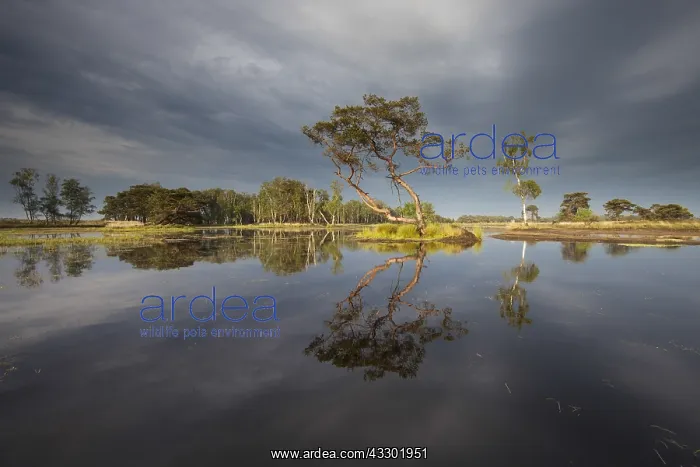 : Tree reflection in a fen, The Netherlands, Graf : Tree reflection in a fen, The Netherlands, Graf