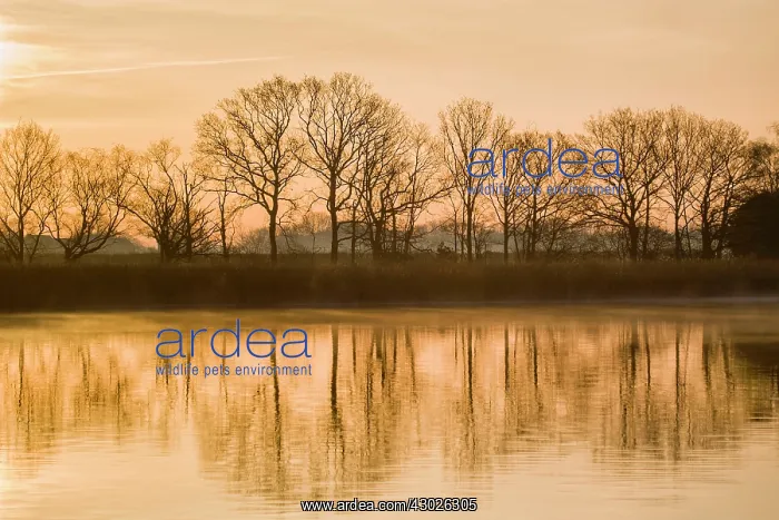 : Tree Reflections : Tree Reflections