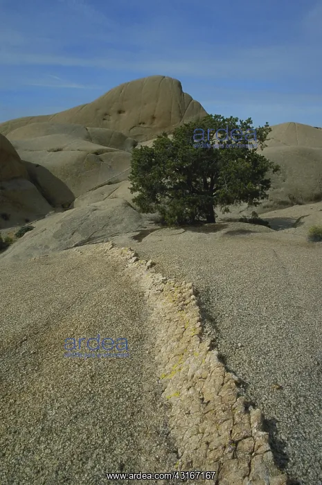 : Tree on a Rock : Tree on a Rock