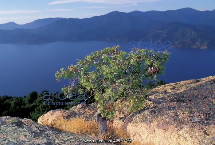 : Tree on rocks : Tree on rocks