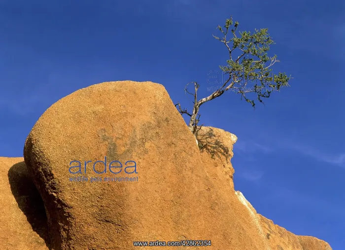 : Tree and rocks - small tree growing precariously : Tree and rocks - small tree growing precariously