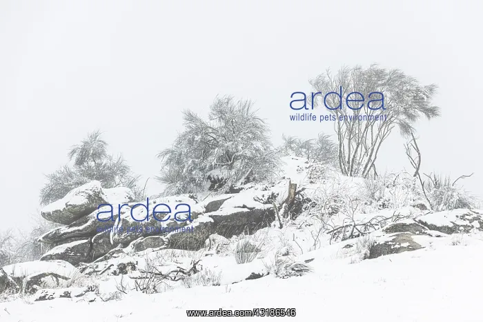 : tree over rocks in snowy landscape - Allariz, Galicia : tree over rocks in snowy landscape - Allariz, Galicia
