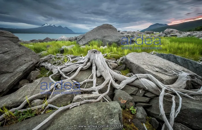 : Tree roots on rocky ground, Stora Sjnfallets National : Tree roots on rocky ground, Stora Sjnfallets National