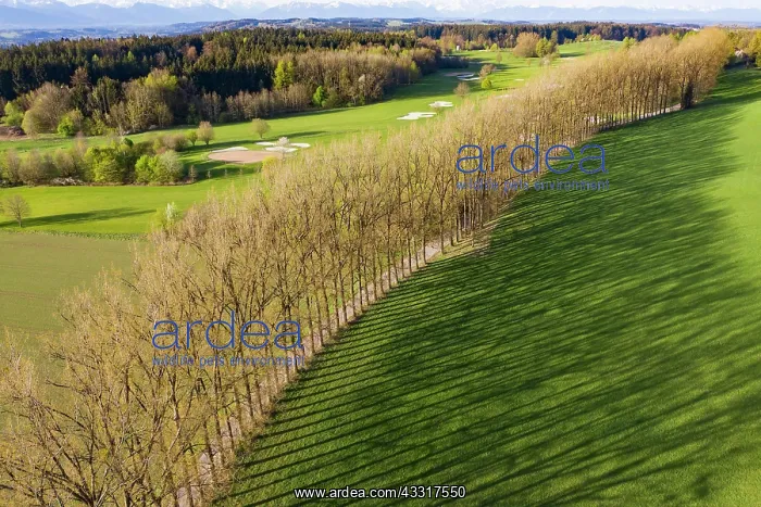  : Tree row with long shadows, alley near Icking, Upper