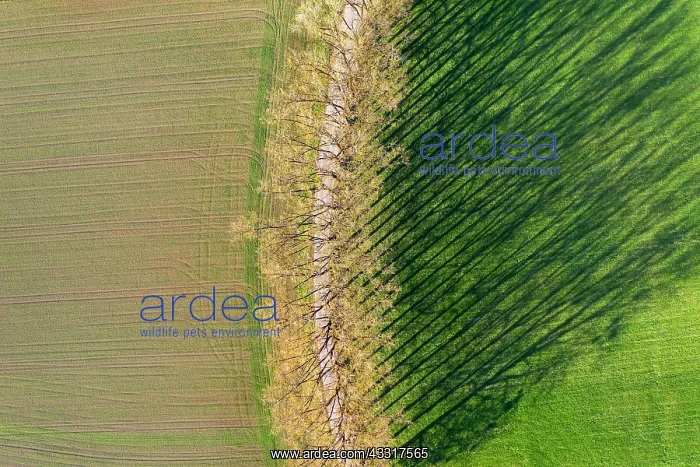 : Tree row with long shadows, alley near Icking, Upper : Tree row with long shadows, alley near Icking, Upper
