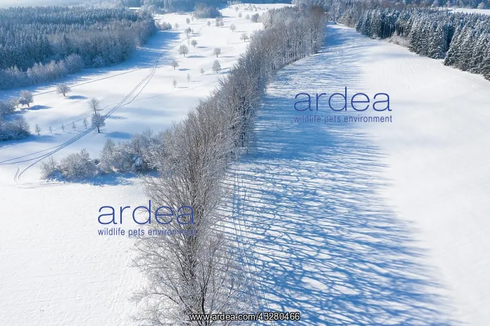 : Tree row with long shadows in winter, at Icking : Tree row with long shadows in winter, at Icking