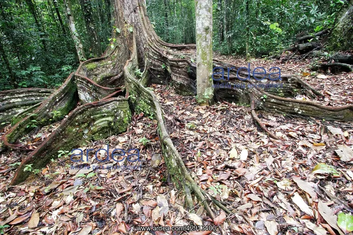 : Tree - showing buttress roots : Tree - showing buttress roots