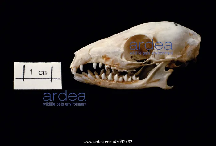 : Tree Shrew skull : Tree Shrew skull