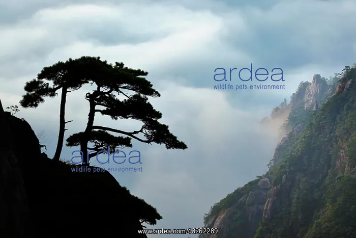  : Tree silhouetted at sunrise, Yellow Mountain