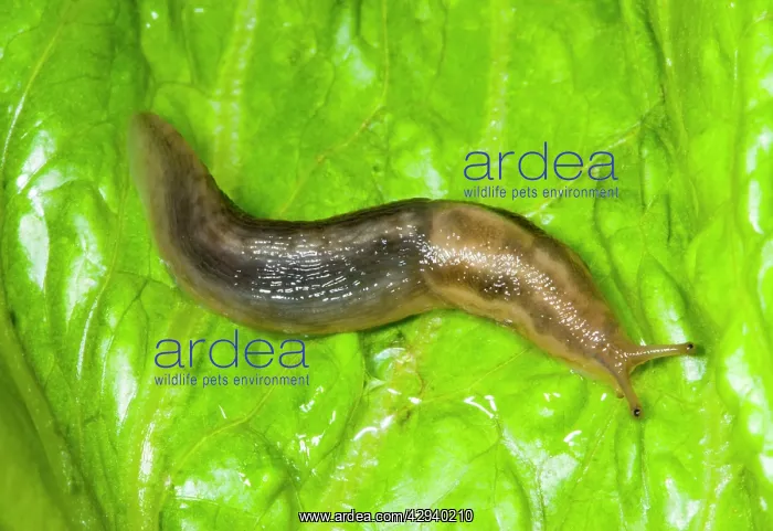 : Tree slug (Lehmannia marginata). Sometimes known as aslimy slug due to : Tree slug (Lehmannia marginata). Sometimes known as aslimy slug due to
