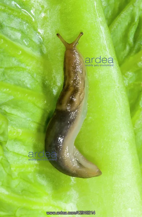 : Tree slug (Lehmannia marginata). Sometimes known as aslimy slug due to : Tree slug (Lehmannia marginata). Sometimes known as aslimy slug due to