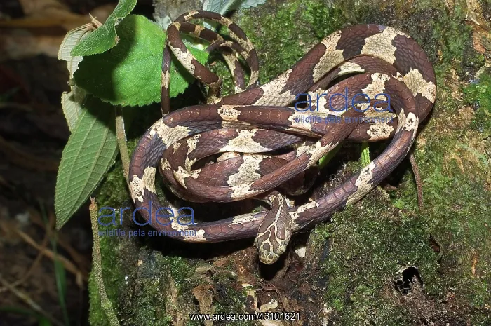 : Tree snake : Tree snake