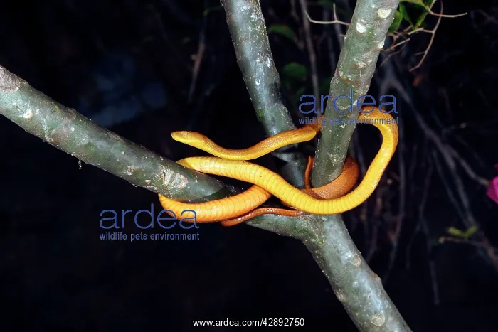 : Tree Snake - female : Tree Snake - female