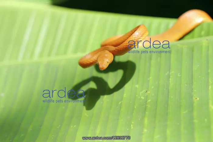 : Tree Snake - female : Tree Snake - female