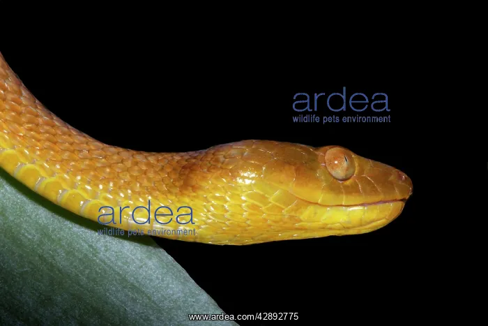 : Tree Snake - female : Tree Snake - female