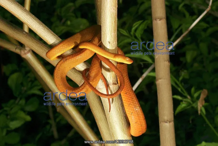 : Tree Snake - female : Tree Snake - female