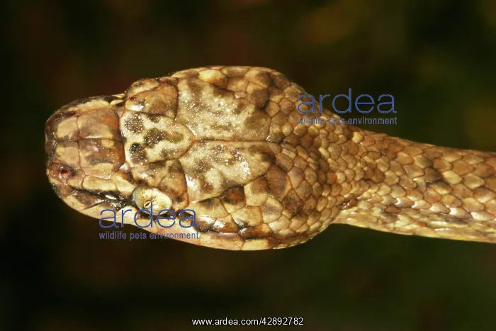 : Tree Snake - male : Tree Snake - male
