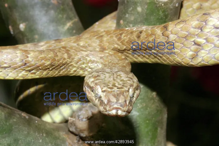 : Tree Snake - male : Tree Snake - male