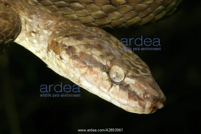 : Tree Snake - male : Tree Snake - male