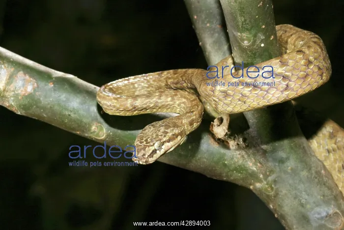  : Tree Snake - male