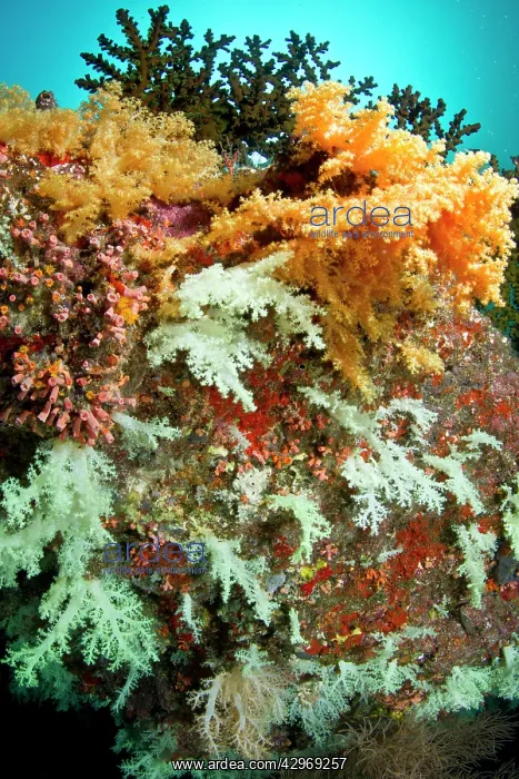 : Tree Soft Corals : Tree Soft Corals