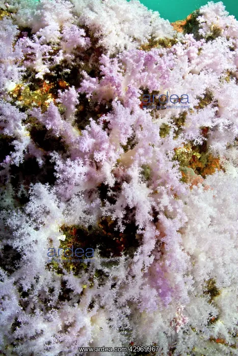 : Tree Soft Corals : Tree Soft Corals