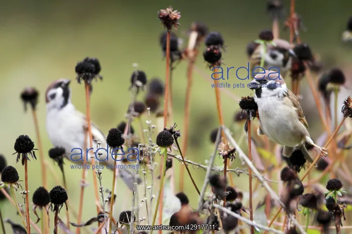 : Tree Sparrow - 3 birds feeding on flower seedheads in autumn : Tree Sparrow - 3 birds feeding on flower seedheads in autumn