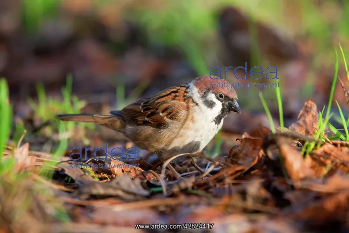  : Tree Sparrow