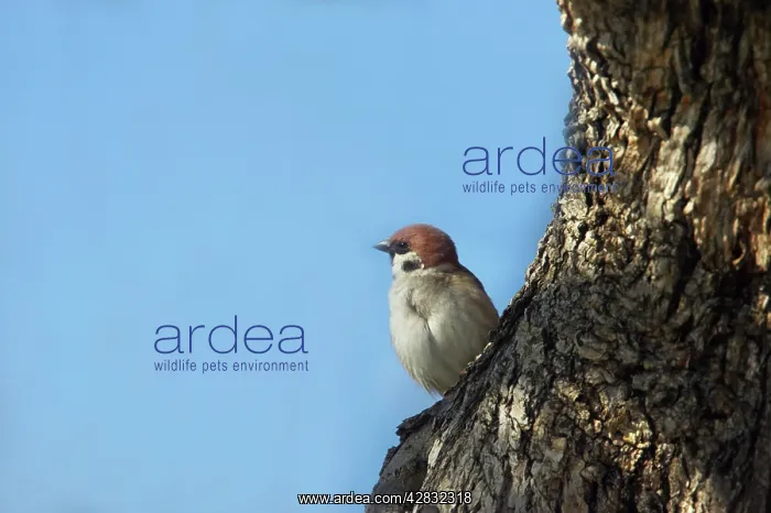: Tree Sparrow : Tree Sparrow
