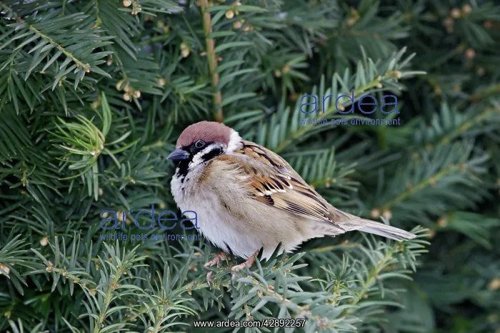 : Tree Sparrow : Tree Sparrow