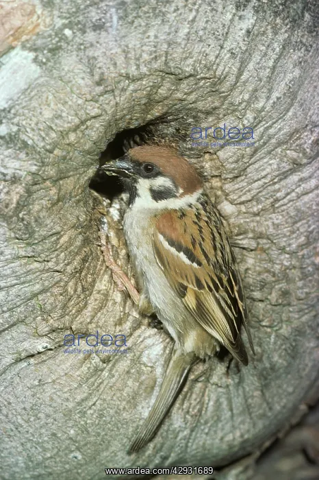  : TREE SPARROW