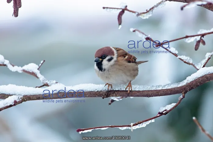 : Tree Sparrow : Tree Sparrow
