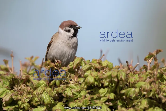 : Tree Sparrow : Tree Sparrow