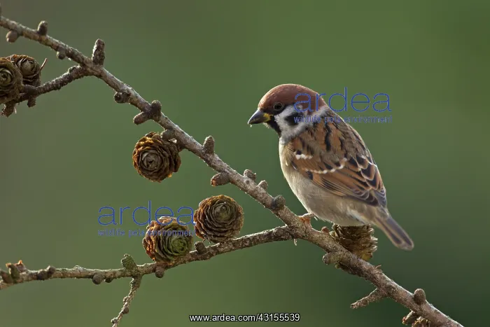 : Tree Sparrow : Tree Sparrow