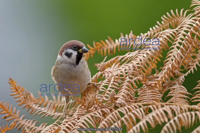 : Tree Sparrow : Tree Sparrow