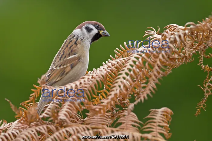 : Tree Sparrow : Tree Sparrow