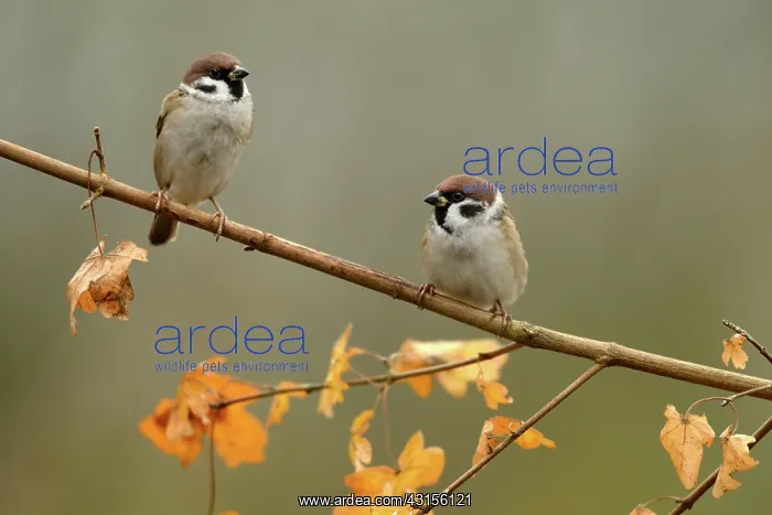 : Tree Sparrow : Tree Sparrow